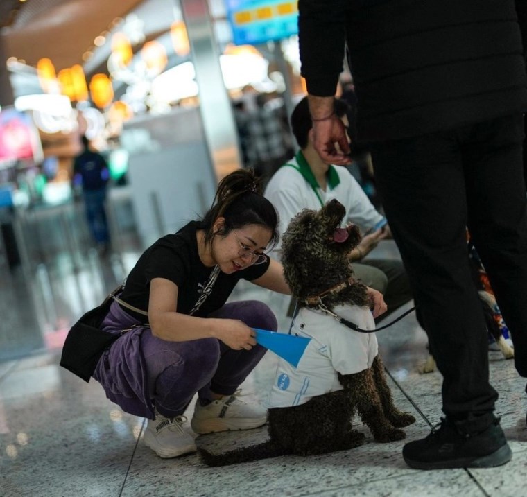 Terapi Köpekler (2)