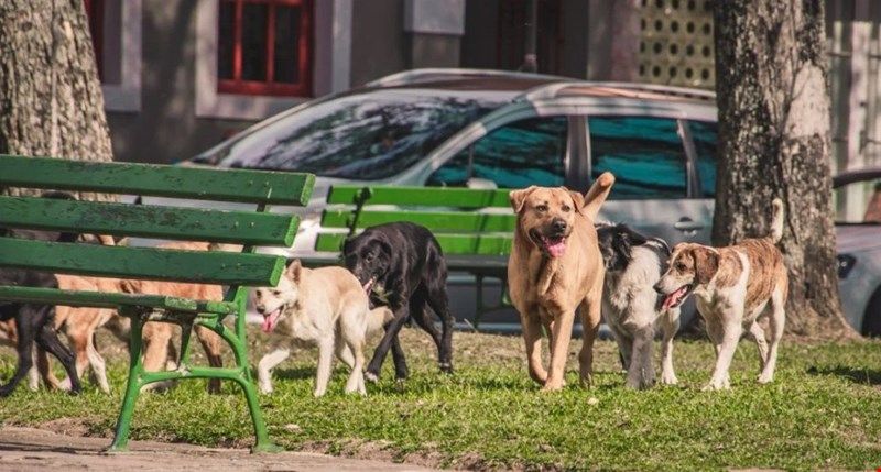 Sokak Hayvanları Yasası Tbmm'den Gecti.