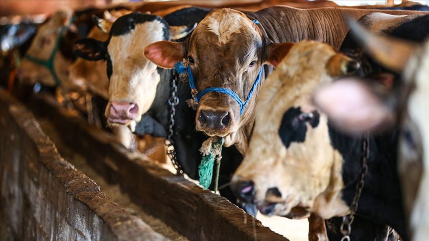 Kurban Fiyatları Ne Kadar Olacak? Büyükbaş ve Küçükbaş Fiyatları