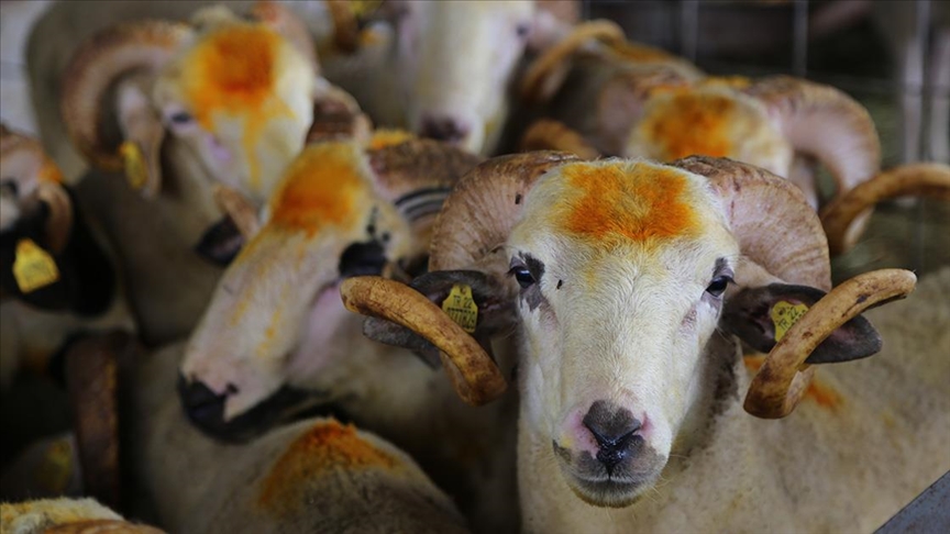 Kurban Fiyatları Ne Kadar Olacak? Büyükbaş ve Küçükbaş Fiyatları
