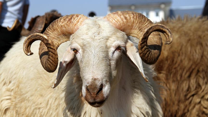 Kurban Fiyatları Ne Kadar Olacak? Büyükbaş ve Küçükbaş Fiyatları