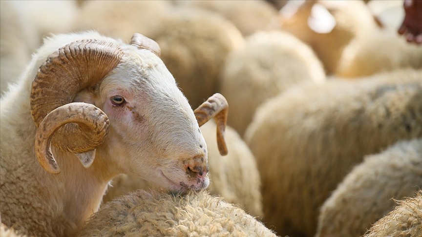 Kurban Fiyatları Ne Kadar Olacak? Büyükbaş ve Küçükbaş Fiyatları