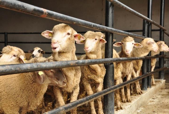 Kurban Fiyatları Ne Kadar Olacak? Büyükbaş ve Küçükbaş Fiyatları