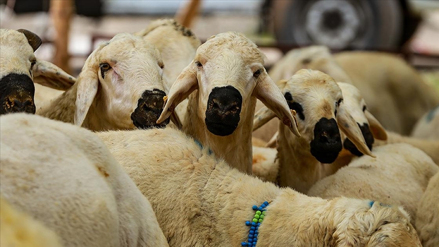 Kurban Fiyatları Ne Kadar Olacak? Büyükbaş ve Küçükbaş Fiyatları