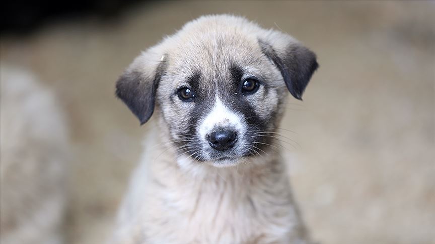 Sokak Köpekleri