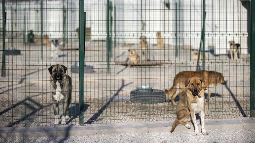 Turkiyede Sokak Hayvanlari Barinak Sorunlari Ve Cozum Yollari 3