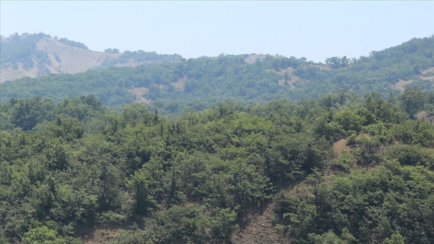 orman-4