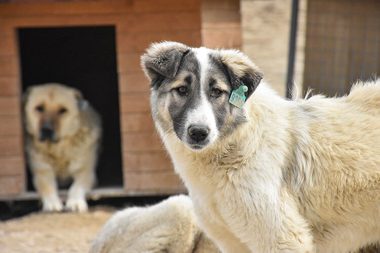 sokak köpekleri besleme yasağı