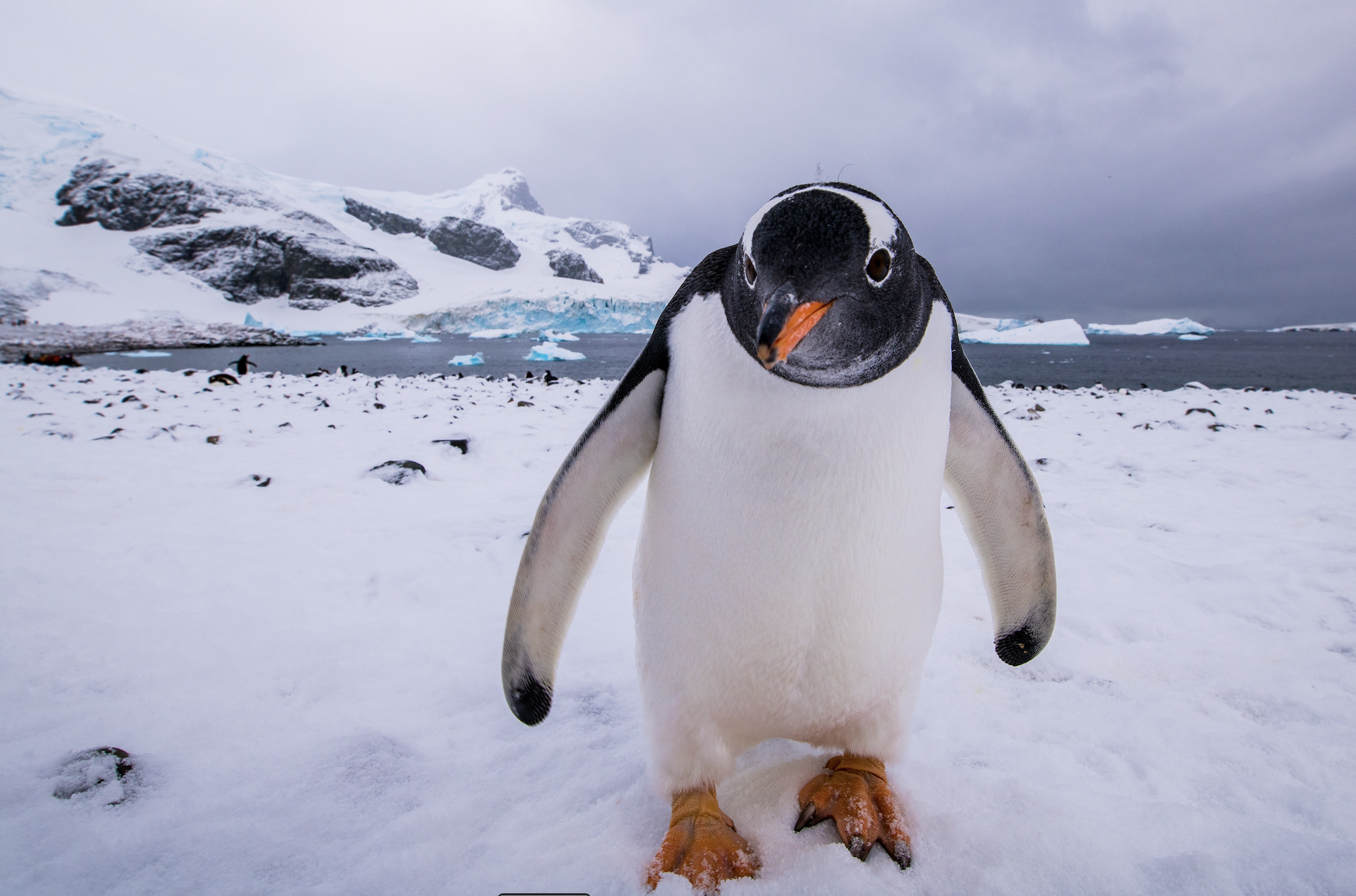 Yunus Topal - Kutup-2