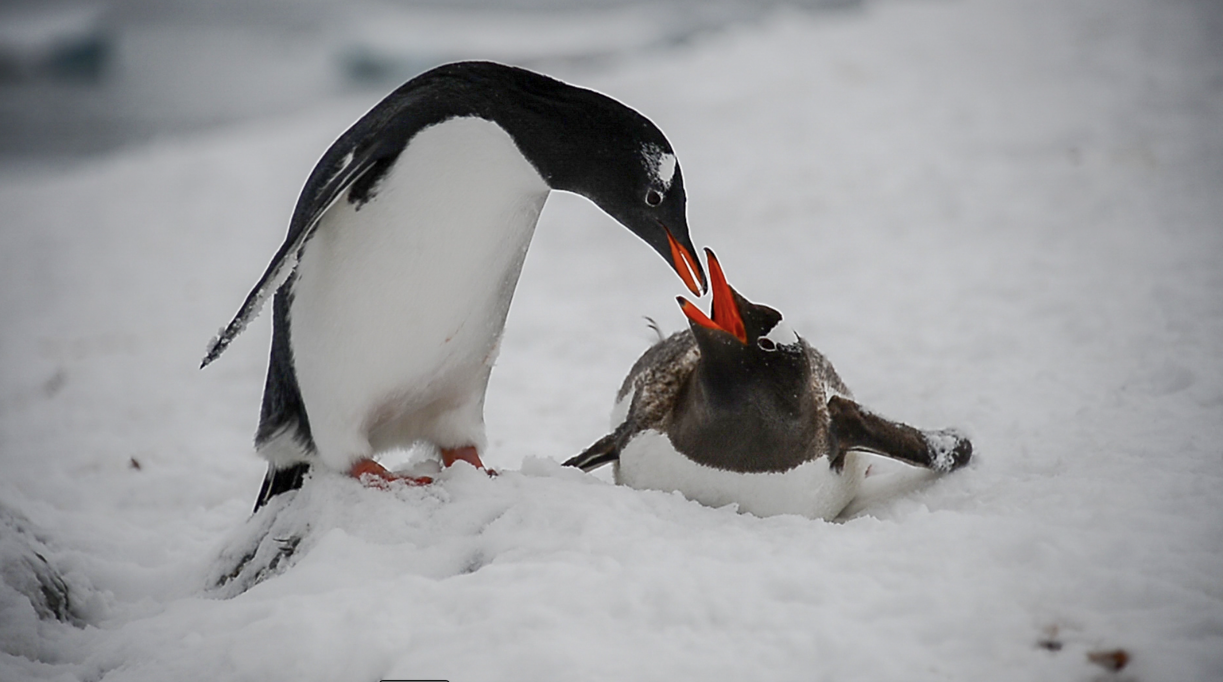 Yunus Topal - Kutup-6