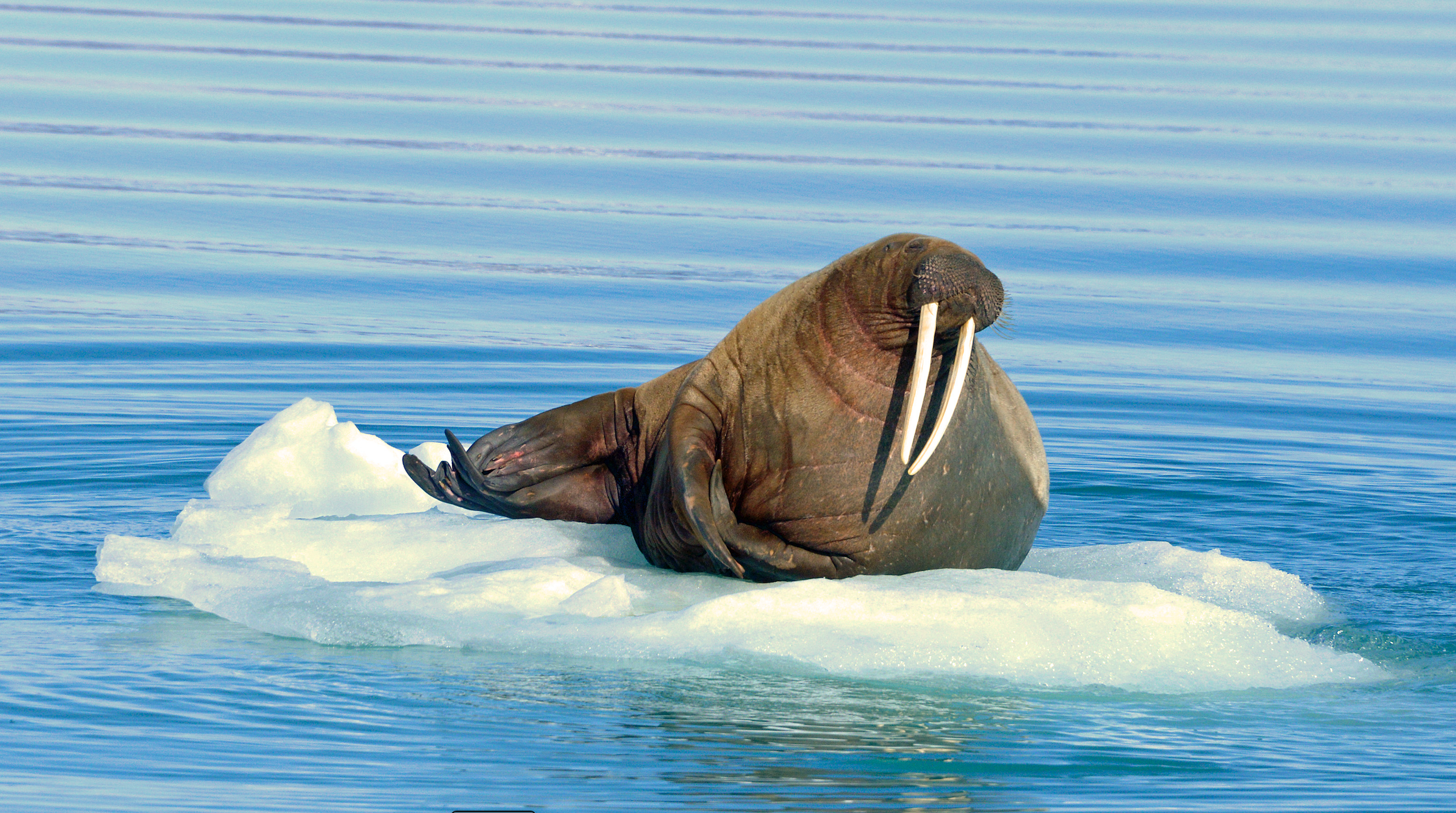 Yunus Topal - Kutup-7