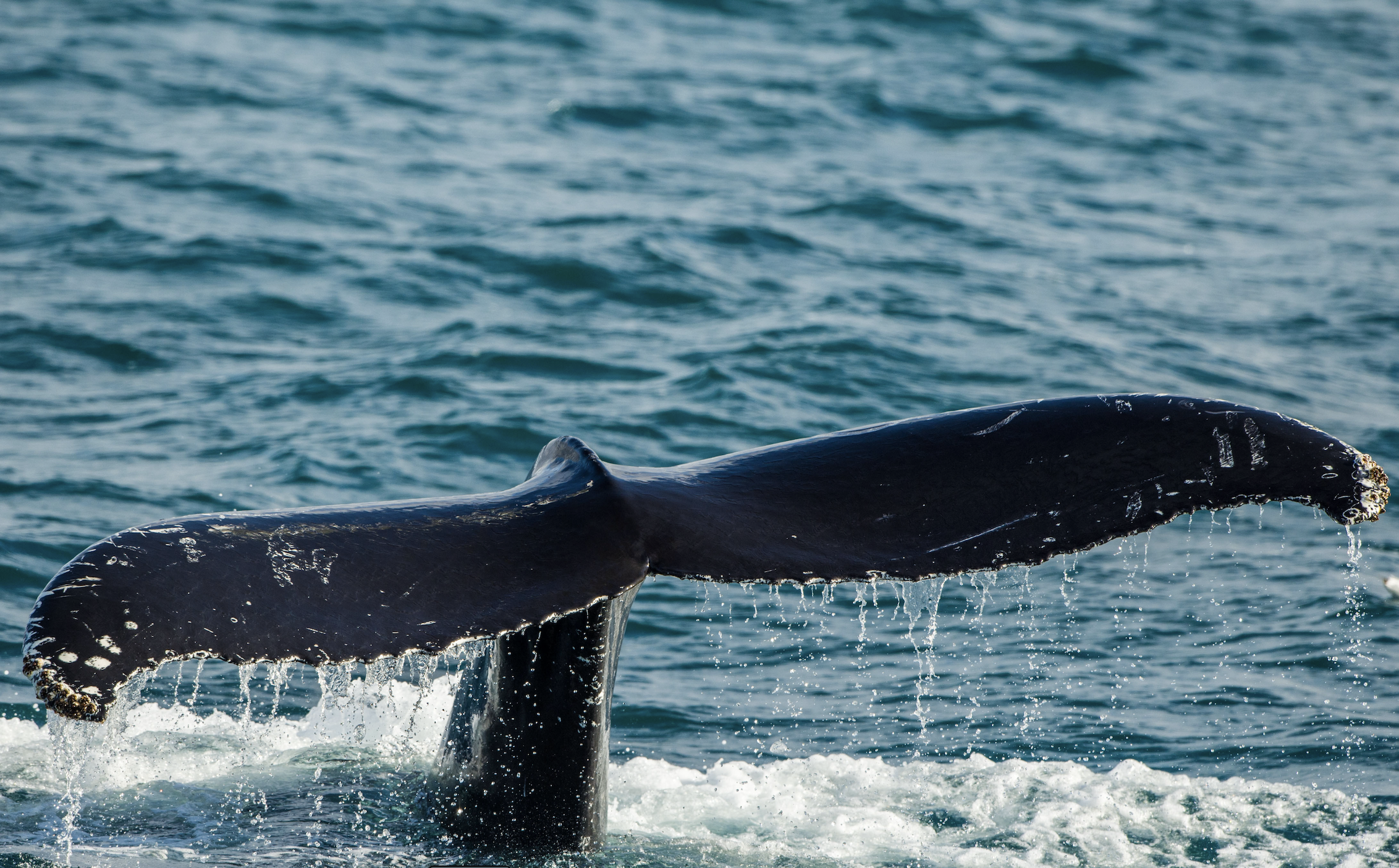 Yunus Topal - Kutup-9