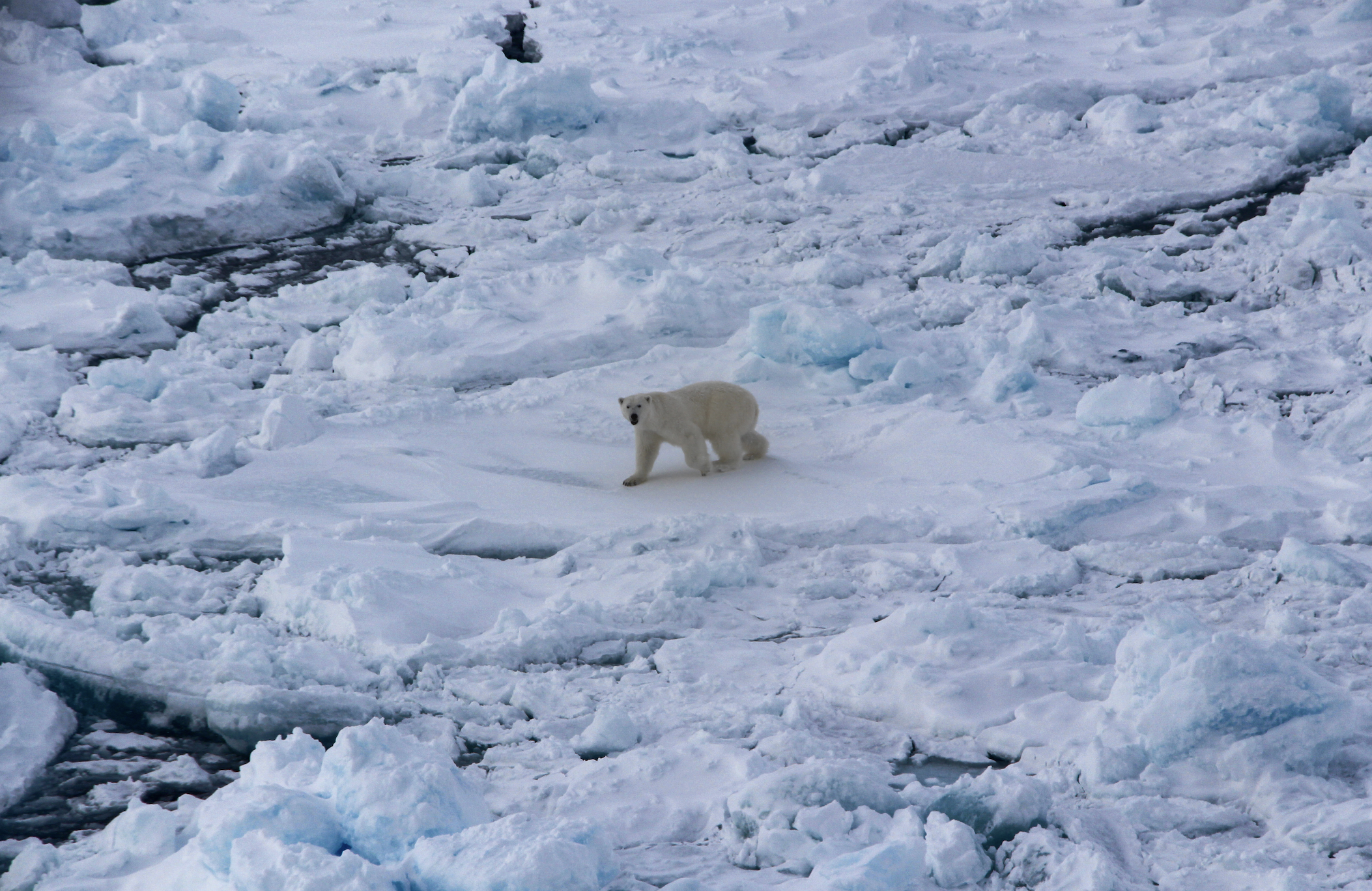 Yunus Topal - Kutup-11