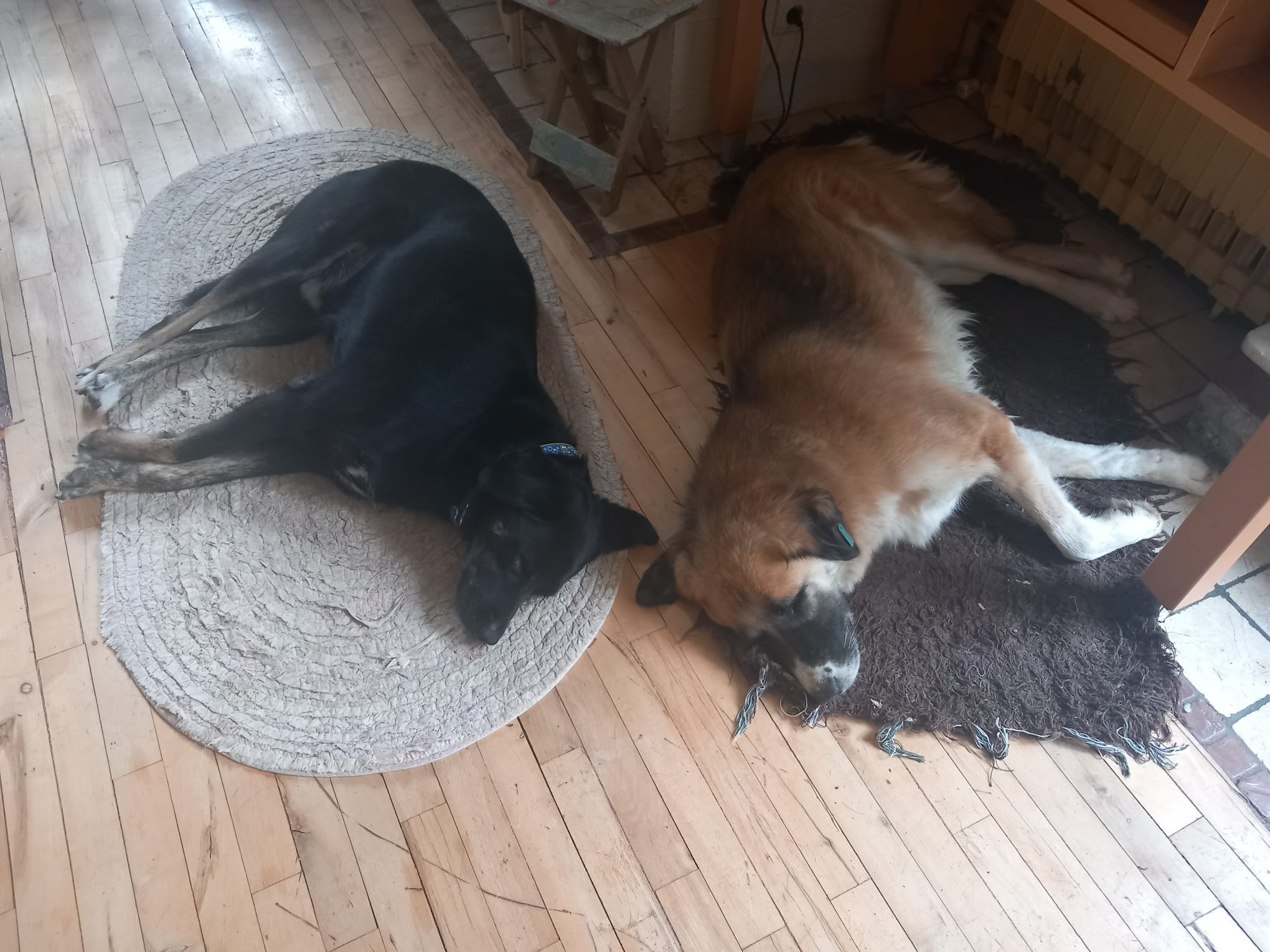 Kurtarılan Köpekler