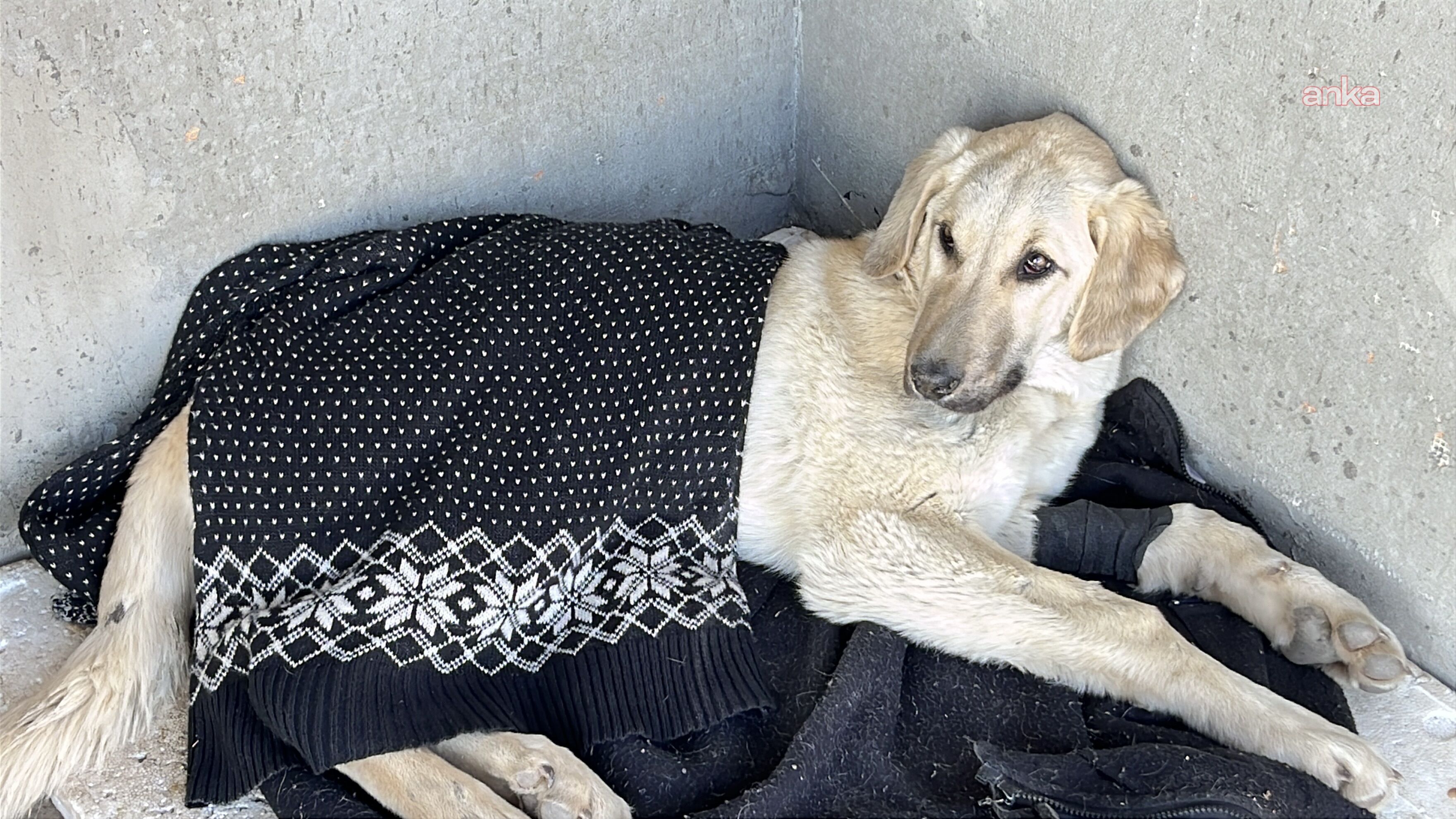 Tunceli’de barınağa alınan çipli köpek enfeksiyon kaptı: Sahibinden suç duyurusu