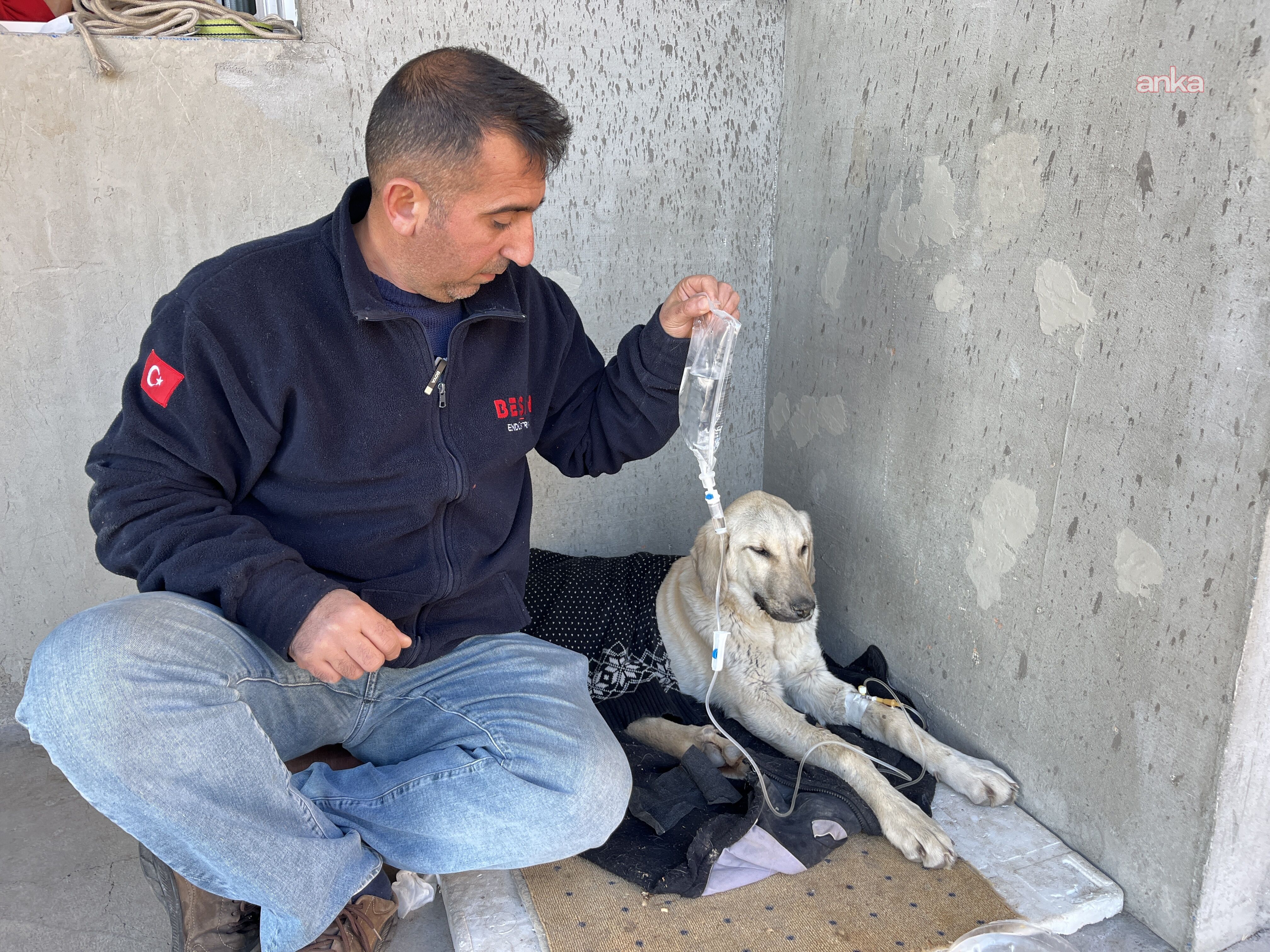 Tunceli’de barınağa alınan çipli köpek enfeksiyon kaptı: Sahibinden suç duyurusu-1