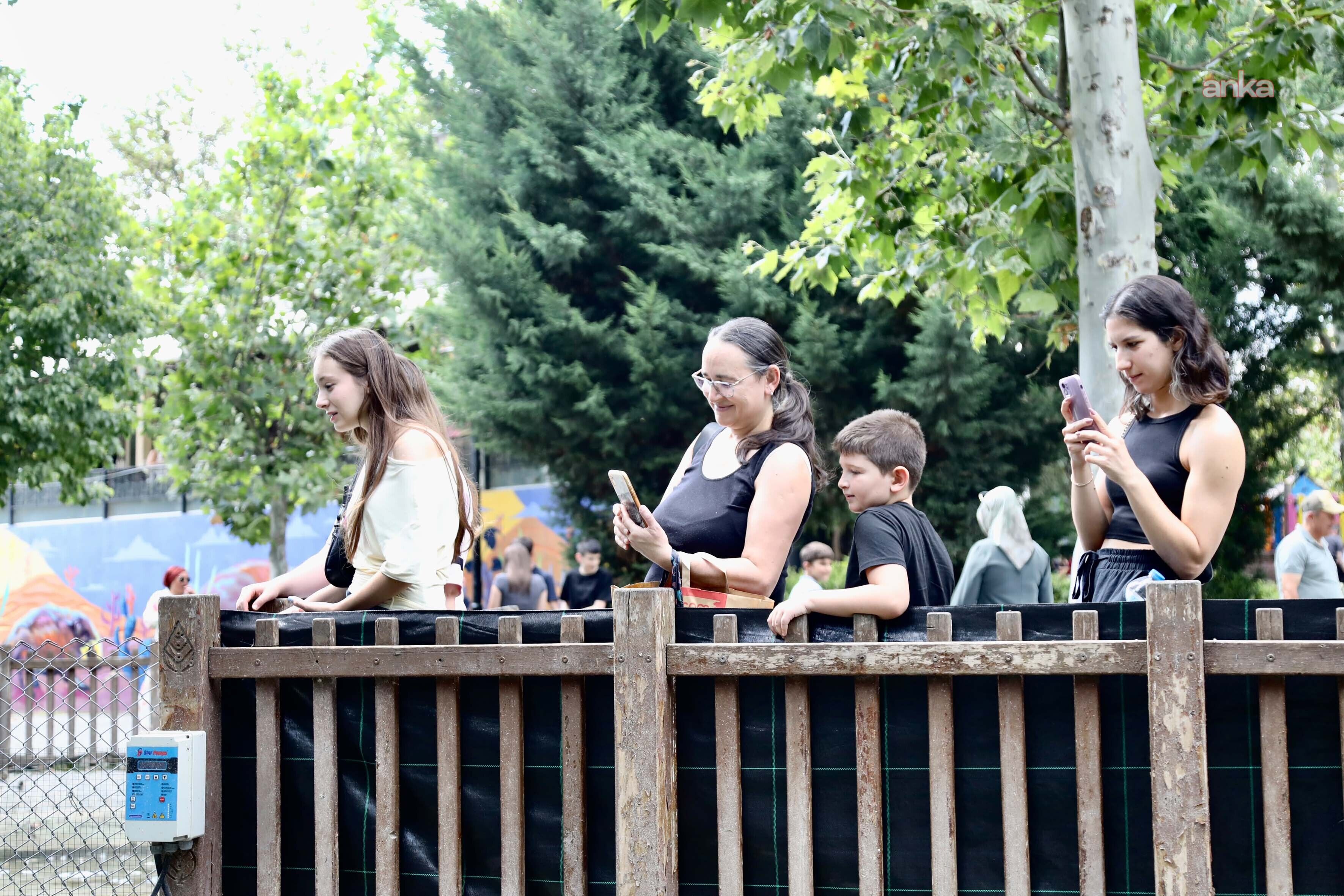 Kuğulu Park’ta doğum heyecanı: 4 kuğu yavrusu dünyaya geldi
