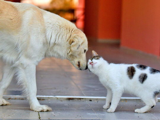 Kedi Köpek-1