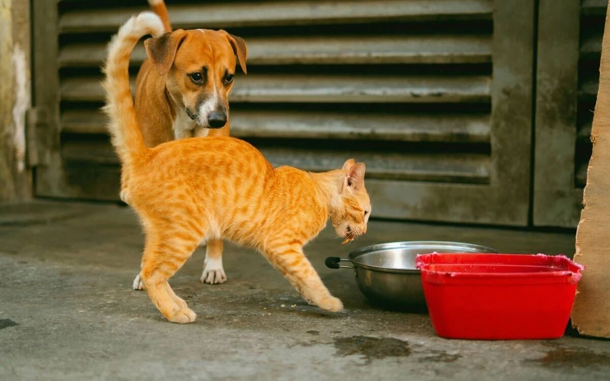 Kedi Köpek2