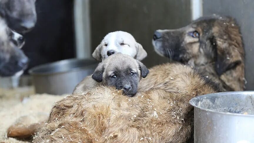 Sokak Hayvanları Köpek