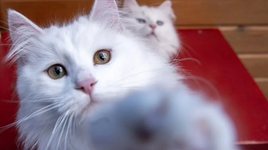 Kedi-1
