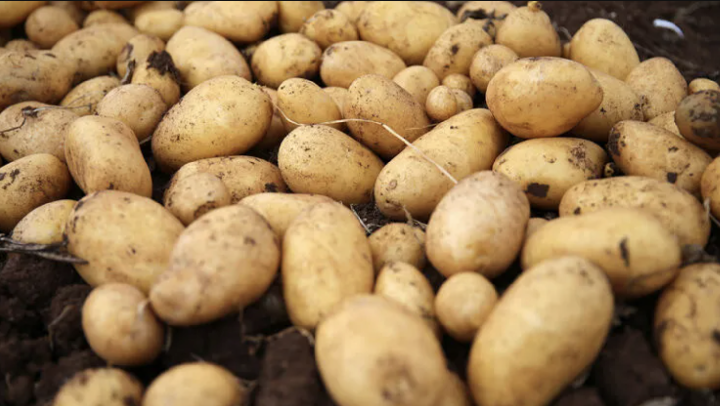 Patates-1