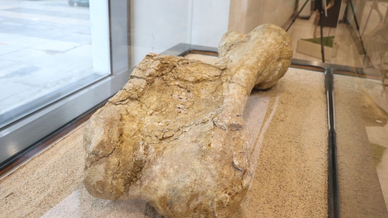Kayseri'de 7,5 milyon yıllık fosillerin yer aldığı sergi açıldı