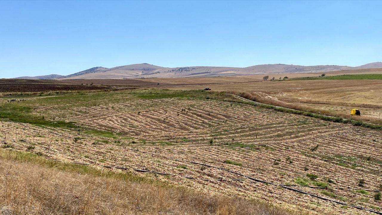Kırşehir'de soğan ekim alanlarının artması planlanıyor
