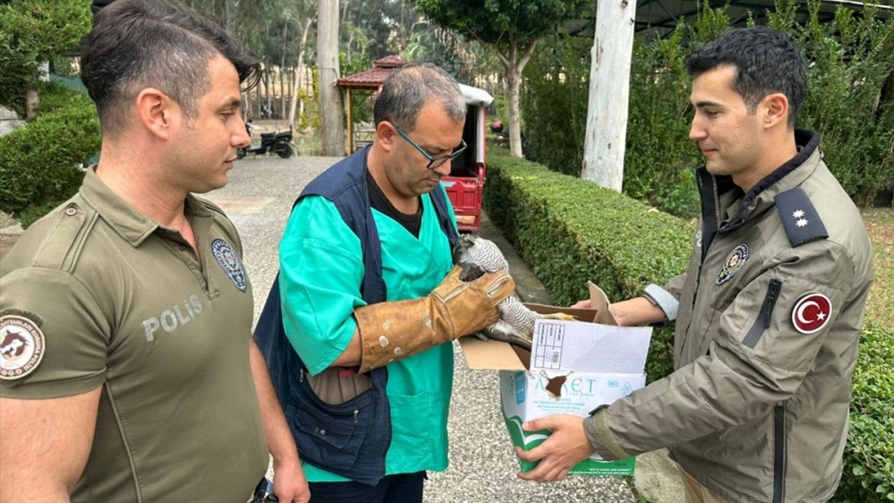 Mersin'de kuş tuzağına bırakılan bayağı çakır kuşunu polis kurtardı