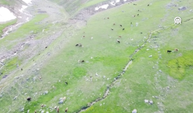 Iğdır’ın Yaylaları Hayvan Sürülerinin Akınına Uğradı: Yayla Sezonu Başladı
