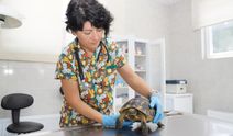 Eskişehir'deki Yangında Yaralanan Kaplumbağalar Tedavi Edildi