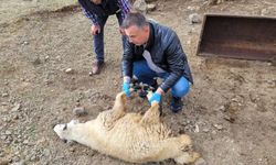 Bayburt'ta sürüye saldıran kurtlar 50 koyunu öldürdü