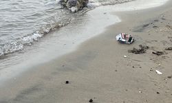 Bodrum'da ölü caretta caretta kıyıya vurdu