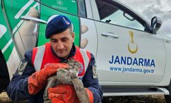 Edirne'de jandarmanın bulduğu yaralı şahin tedavi edilip doğaya salınacak