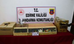 Edirne'de otobüste yurt dışından kaçak getirilen kuşlar ile horoz ele geçirildi