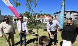 Güney Afrika'da fırtınada devrilen asırlık "Türk Meşesi"nin yerine yenisi dikildi