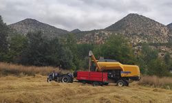 Nallıhan'da çeltik hasadı başladı