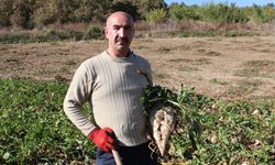 Samsun'da şeker pancarı hasadı çiftçinin yüzünü güldürüyor