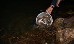 Seydişehir'de bulunan göletlere 1 milyon 300 bin yavru sazan balığı bırakıldı