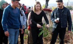 Tokat'ta üniversite öğrencileri pancar hasadına katıldı