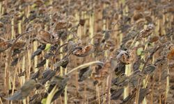 Trakya'da yerli ayçiçeği eken çiftçiler kuraklıktan daha az etkilendi