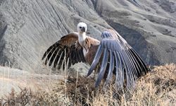 Van'da tedavisi tamamlanan kızıl akbaba doğal yaşam alanına salındı