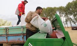 Yozgat'ta buğday ve arpa tohumları toprakla buluşturuluyor