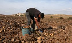 Bitlis'te bu yıl 313 bin ton tohumluk ve yemeklik patates üretimi hedefleniyor