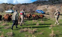 Elazığ'da kaybolan 40 koyun dron görüntüleriyle bulundu