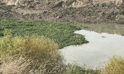 Hatay'da Asi Nehri'ni yeniden su sümbülleri kapladı