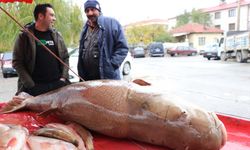 Karasu Nehri'nde oltayla yaklaşık 110 kilogramlık turna balığı yakalandı