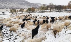 Kayseri'de yaylacılar kar yağışı nedeniyle erken dönüş yaptı