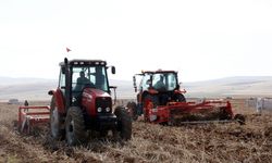 Malatya'da patatesten 6 bin ton rekolte bekleniyor