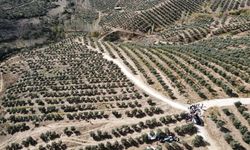 Muğla'da 600 dönümlük zeytin bahçesinde hasat yapıldı